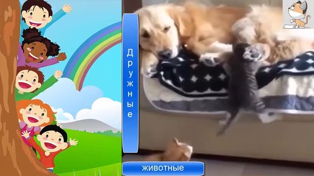 Песня о дружбе дружные животные смотреть онлайн
