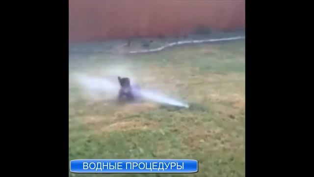 Песня водные процедуры собакины любители купатся смотреть онлайн