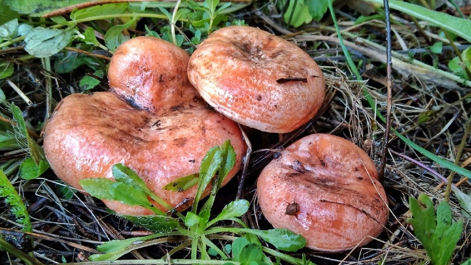 РЫЖИКИ НЕ ВЫПУСКАЮТ ИЗ ЛЕСА. Нашли огромные поляны грибов. Грибы 2023 смотреть онлайн