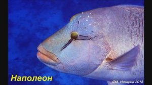 О рыбах Красного моря