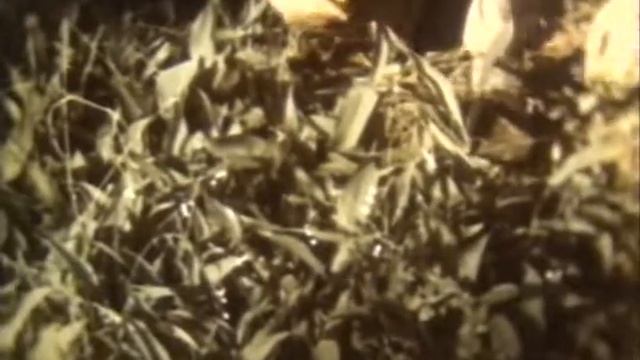 Покрытосемянные растения смотреть онлайн
