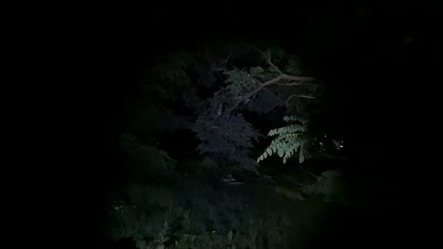 Самка жука- носорога ждёт жениха. Совёнка отдали приемной маме.