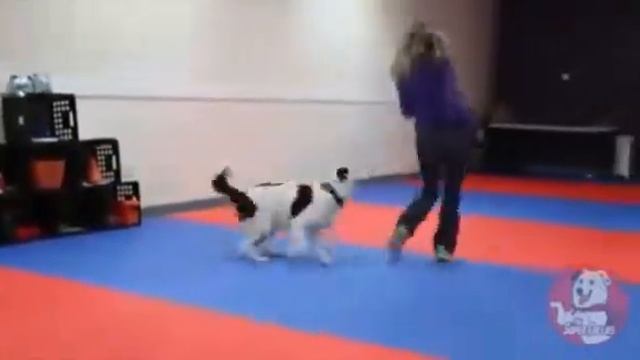 Собака танцор диско поет и танцует смотреть онлайн