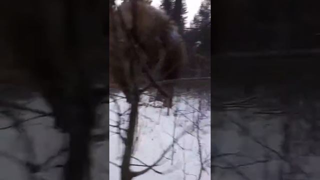 Первая куница Амура смотреть онлайн