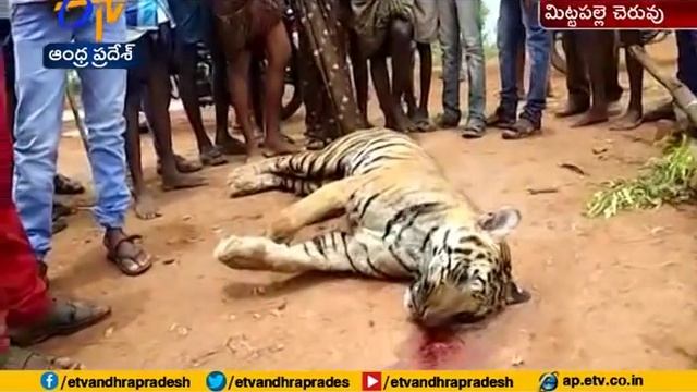 Tiger found dead in Mattapalli at Kurnool District смотреть онлайн