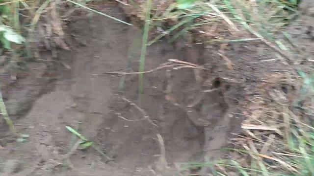 Летний коп на старой деревне. Искать можно и по траве. смотреть онлайн