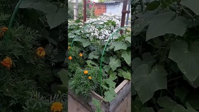 Всего одна ложка этого средства и огурцы превратятся из пузатых в ровные и красивые😀 смотреть онлайн