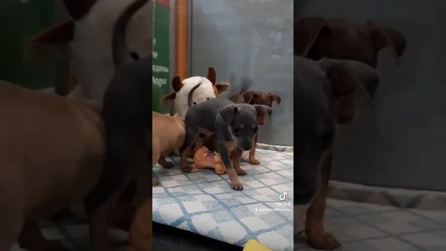 #животные #щенкирусскоготоя #тойтерьер #той