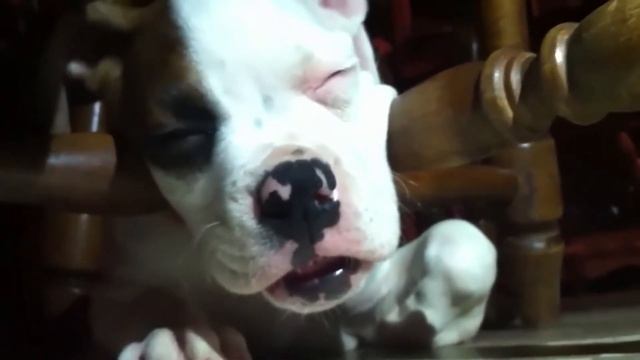 ПРИКОЛЫ С КОТАМИ / СМЕХ ДО СЛЕЗ / ПРИКОЛЫ С ЖИВОТНЫМИ смотреть онлайн