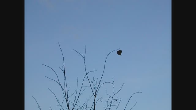 Иеромонах Роман, монах Афанасий (Кокорев). «На кладбище покойно и привольно…» смотреть онлайн