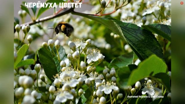 ЧЕРЁМУХА ЦВЕТЁТ смотреть онлайн