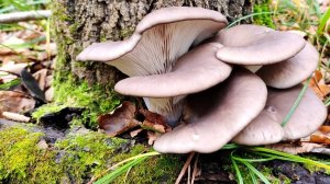 ЗА 5 МИНУТ ПОЛНОЕ ВЕДРО ГРИБОВ!!! ДЕРЕВО УСЫПАНО ГРИБАМИ. Сбор грибов