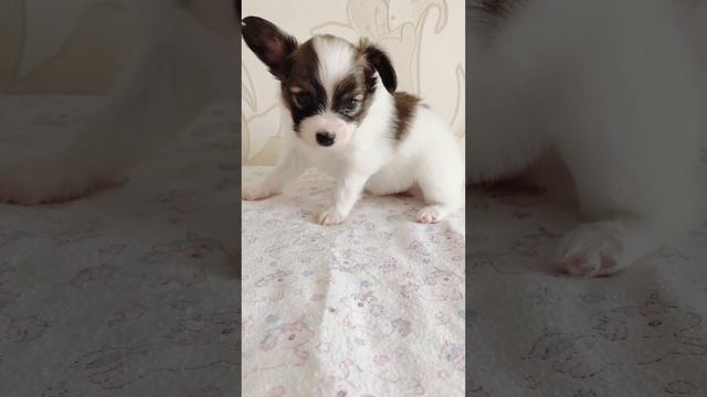 Папийон. Питомник Лакшери Фаворит #папильон #papillondog