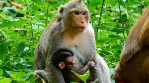 How Can Bonita Carry Little Adler? Why Mom Angel Less Care Leave Little Adler Alone?