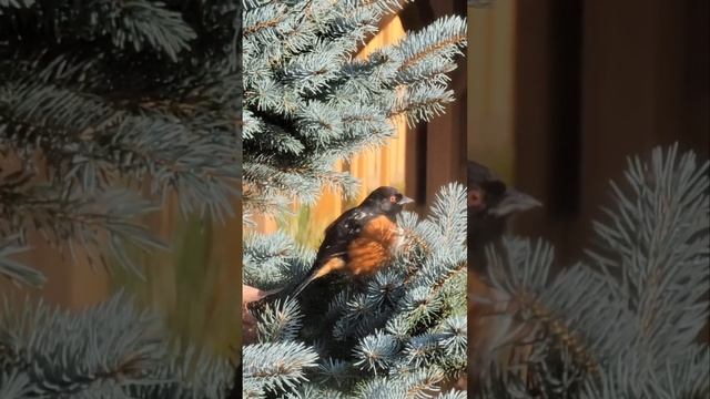 bird смотреть онлайн