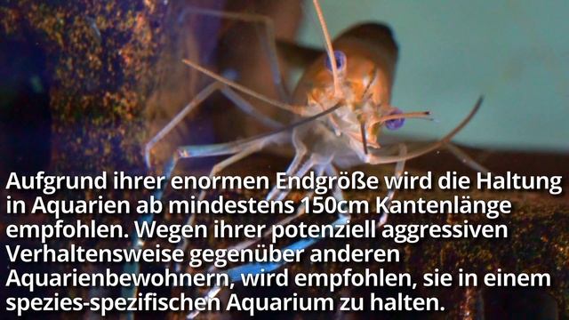 Haltungsbedingungen & Infos Blaue Riesenhandgarnele - Macrobrachium rosenbergii | #Aquarium смотреть онлайн