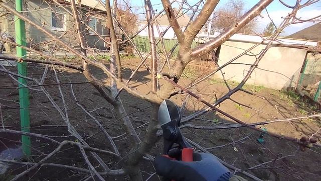Как обрезать кустовидную вишню.