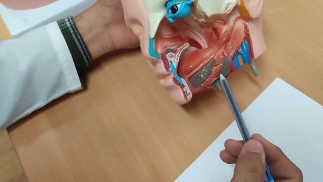 Glandula solivaria. Soʻlak bezlari. Сулак безлари. смотреть онлайн
