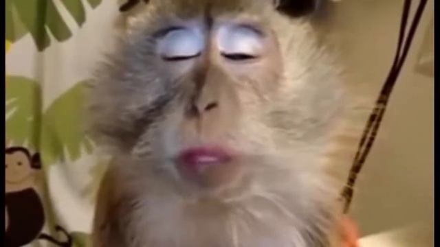 Боярыня красотою лепа смотреть онлайн