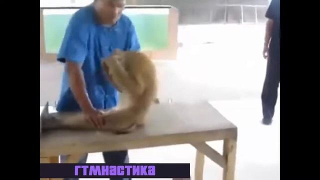 В Высоцкий песня Утренняя гимнастика смотреть онлайн