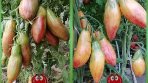 Томаты Тюльпан желтый и Тюльпан зеленый