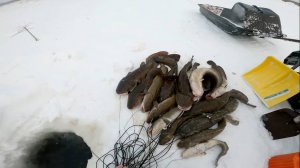 Спина трещит и руки стонут. Рыбалка на налима. 20-я серия. 21.12.2023