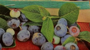 Как вырастить голубику,Блюкроп из семян