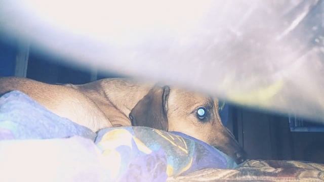 Испуг собаки