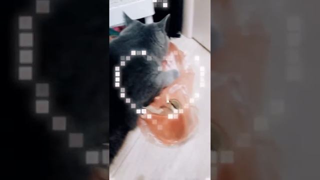 Почему Милка тянется к моим туфелькам? 🐾💭 смотреть онлайн