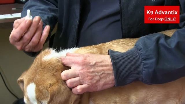 How to Apply K9 Advantix Dogs Only смотреть онлайн