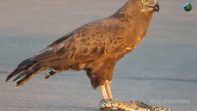 The Best Eagle Attacks Caught On Camera 2023🎥 смотреть онлайн