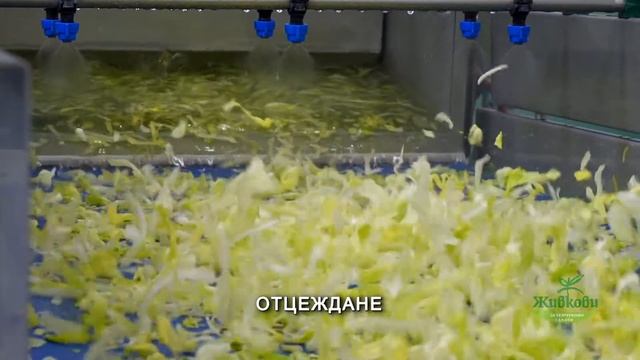 Салати Живкови - производство смотреть онлайн