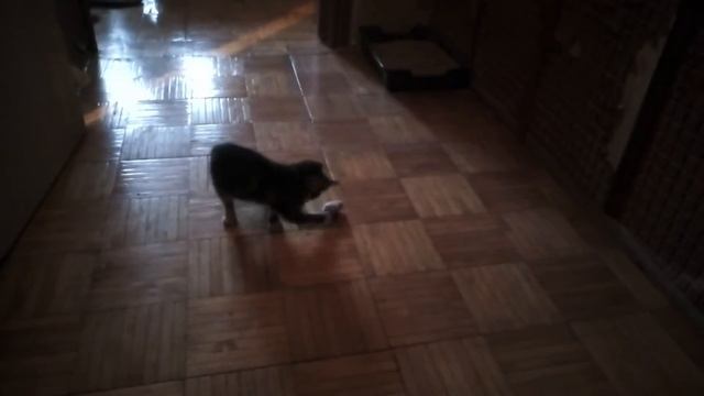 Котёнок (кошка трёхцветная полосатая) смотреть онлайн