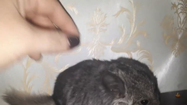 Шиншилленок Эбони Светлый 100% Носитель Ангоры!!! смотреть онлайн