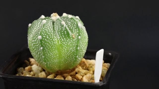158 Astrophytum Asterias híbrido смотреть онлайн