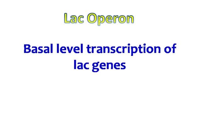 The Lac operon | Regulation of gene expression смотреть онлайн