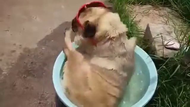 Прикол над собакой!!! смотреть онлайн