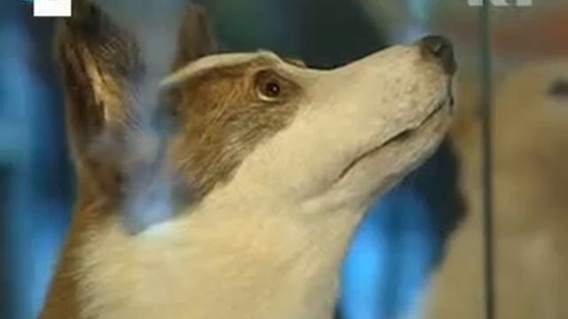 Hace 50 años Belka y Strelka se convirtieron en los primeros animales en viajar al espacio. смотреть онлайн