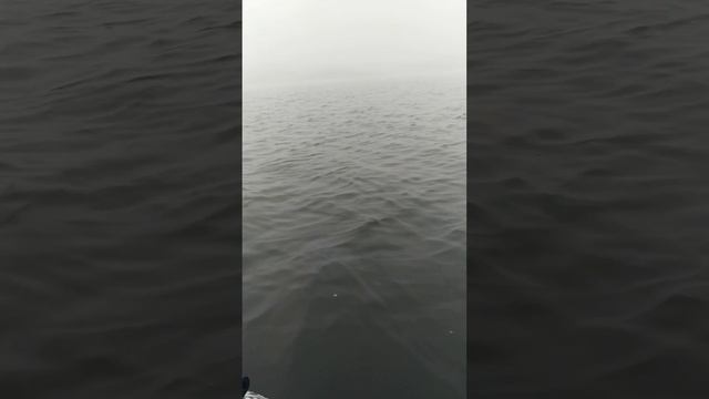 Новая Боровая