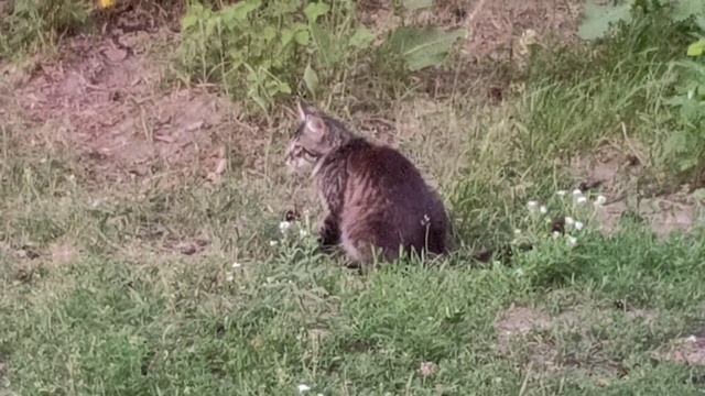 Выехали на природу. Никто никому не мешал или жизнь и приключения котеек. смотреть онлайн