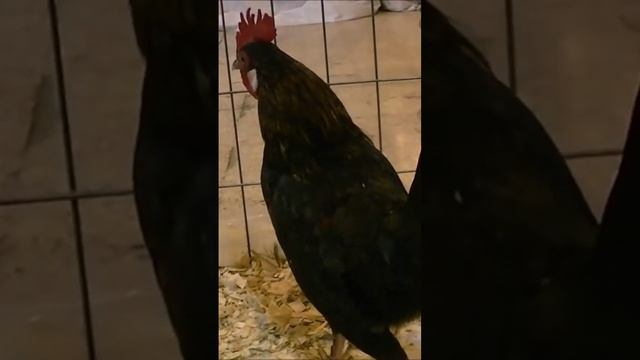 ¿Cuánto tiempo dura el esperma del gallo en la gallina? смотреть онлайн