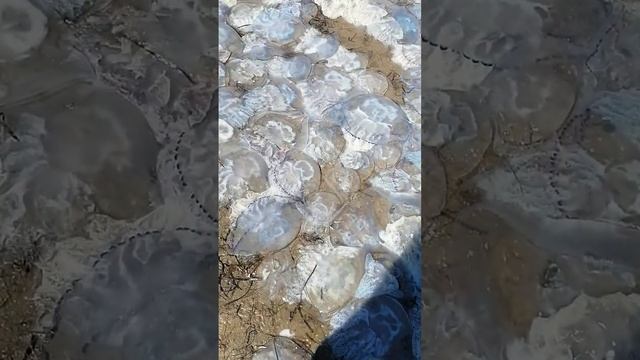 Шок!!! Медузы в Генгорке!!! Азовское море. смотреть онлайн