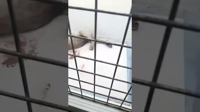 УМКА, щенок с пр. Победы (Симферополь) смотреть онлайн