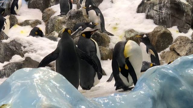 Planet Penguin - Loro Parque - Tenerife смотреть онлайн