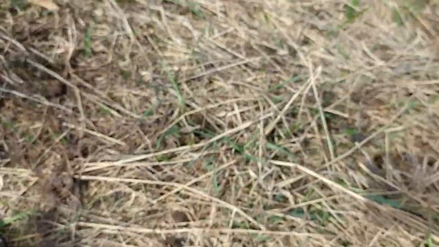 Таких монет я даже не видел! День редких монет! Коп по старине.