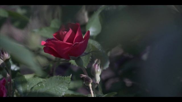 Молитва  (Prayer)