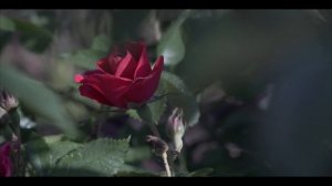 Молитва  (Prayer)