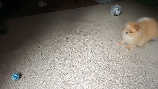 ЗЛОЙ ШПИЦ / ANGRY POMERANIAN смотреть онлайн