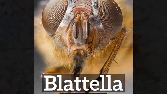 How Does Blattella Look? | What is Blattella? | How to Say Blattella in English? смотреть онлайн