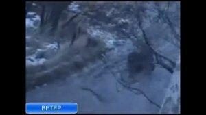 Песня Ветер Ветерок Любэ